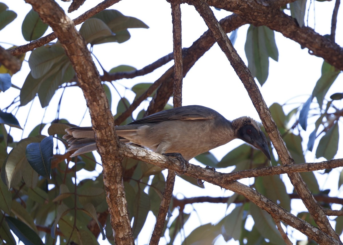 Helmeted Friarbird - ML623351499