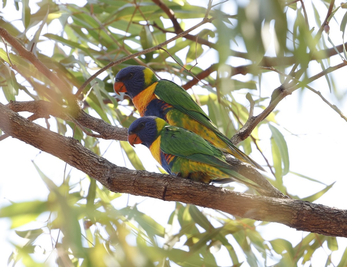 Rainbow Lorikeet - Cathy Pert