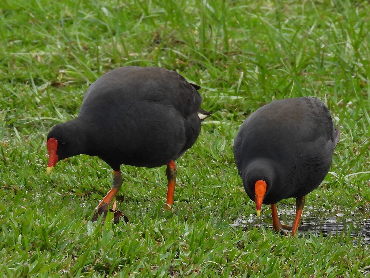 Dusky Moorhen - ML623351632