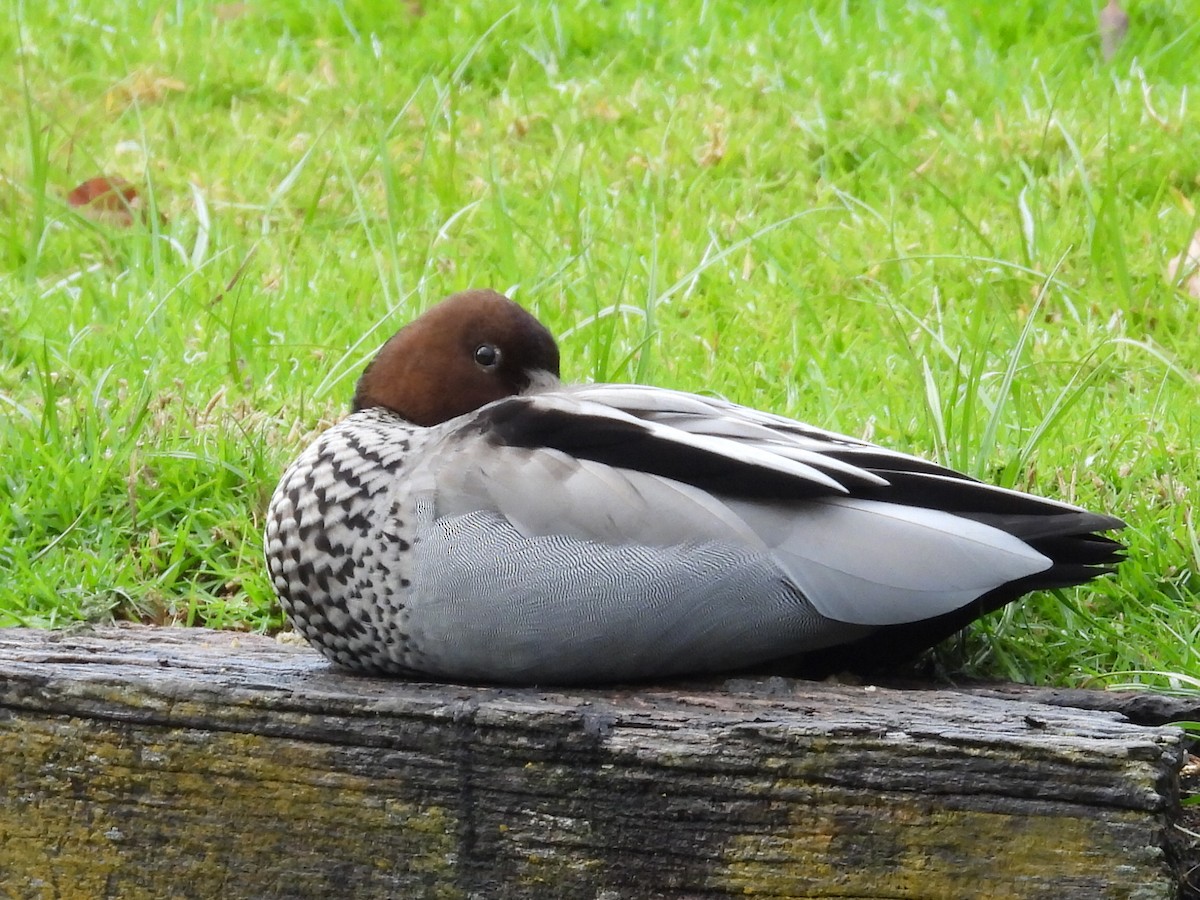 Canard à crinière - ML623351636