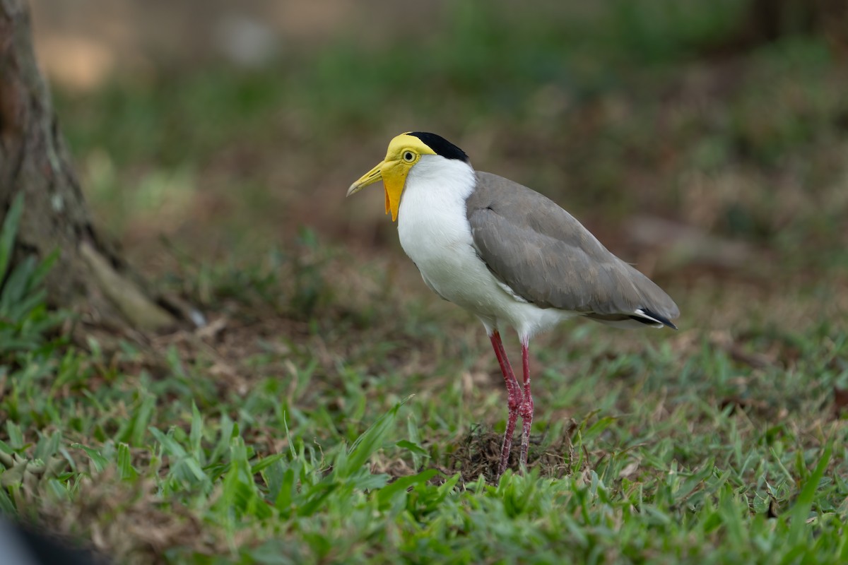 Masked Lapwing - ML623351683