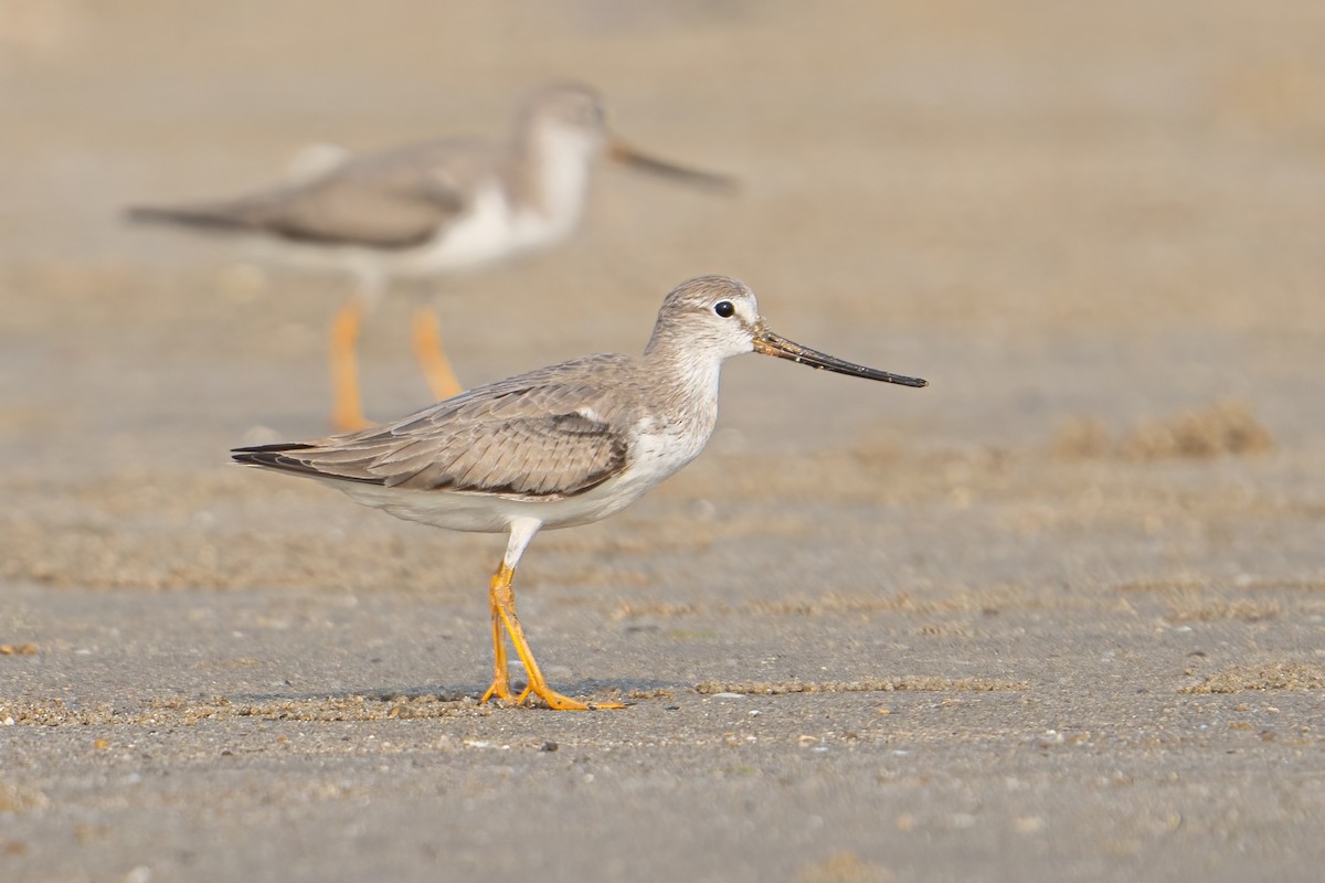 Terek Sandpiper - ML623351686