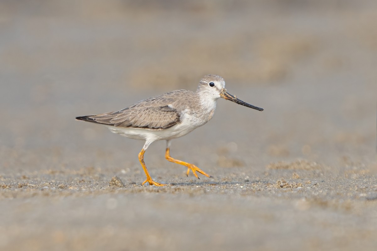 Terek Sandpiper - ML623351687