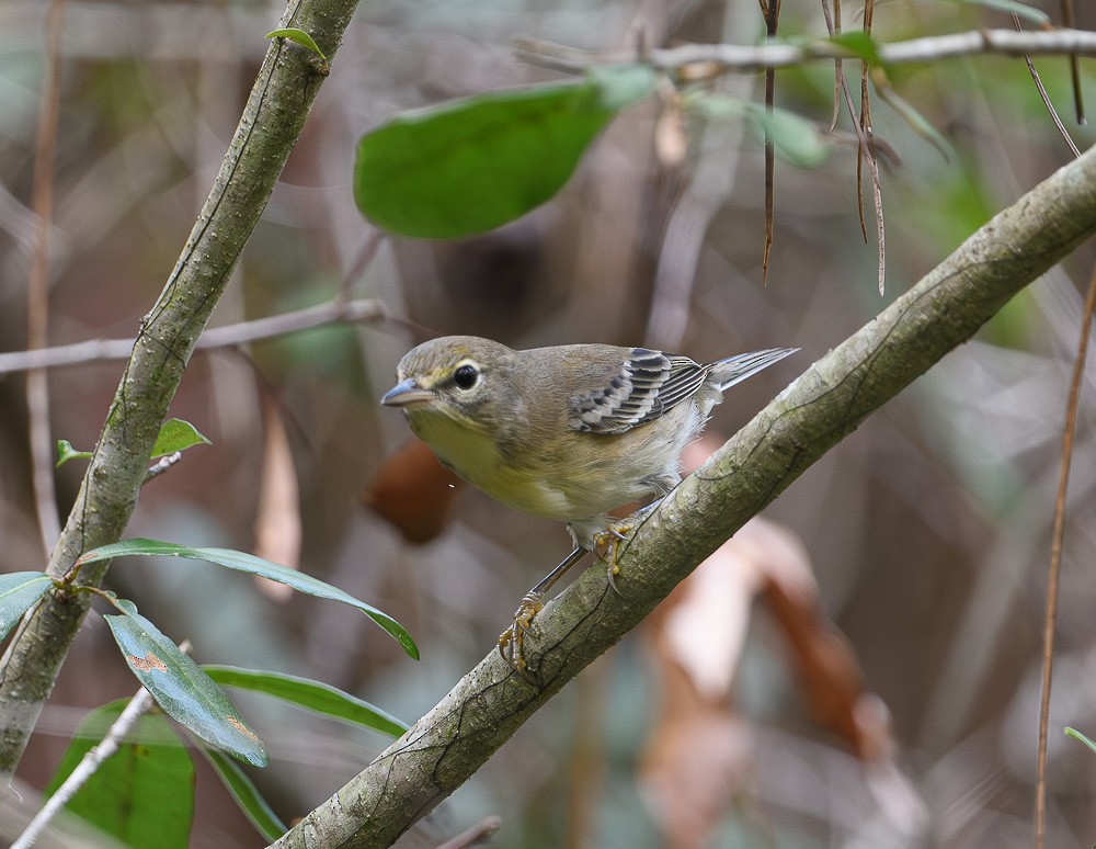 White-eyed Vireo - ML623351731