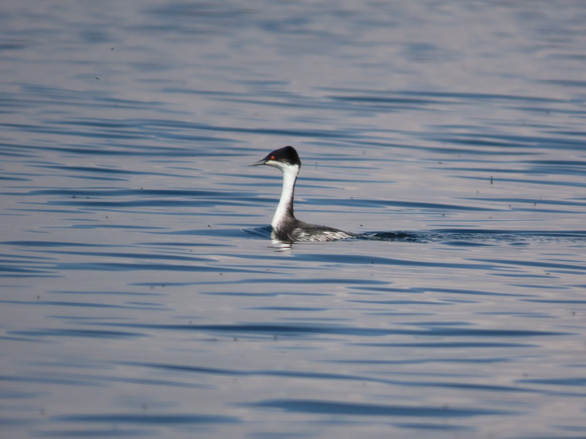 Junin Grebe - ML623351740