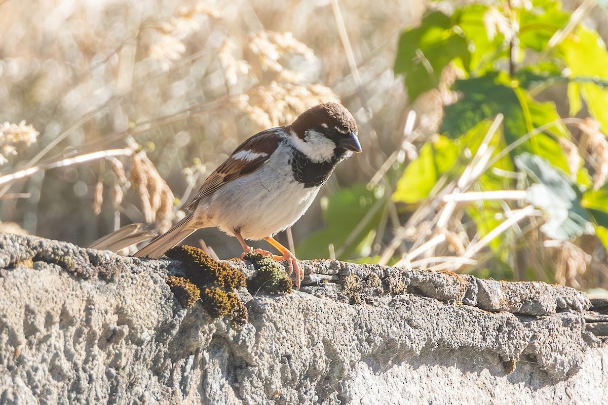 Italian Sparrow - ML623351755