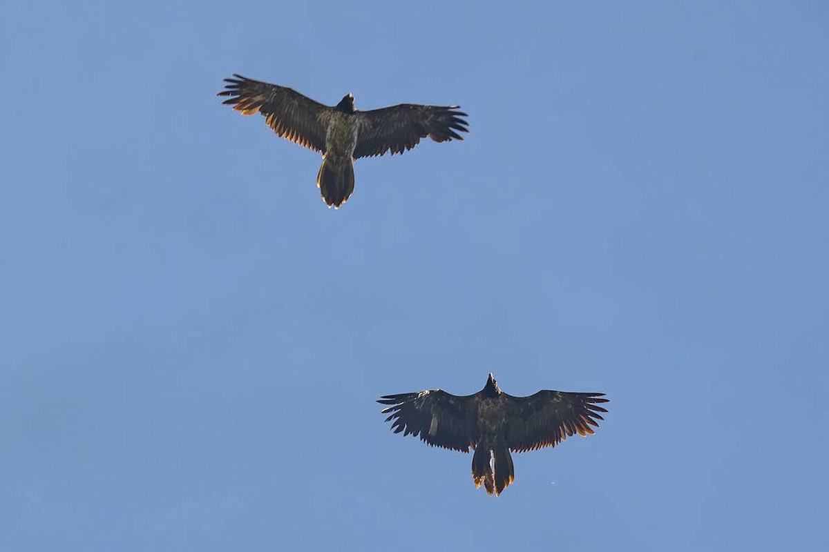 Bearded Vulture - ML623351759