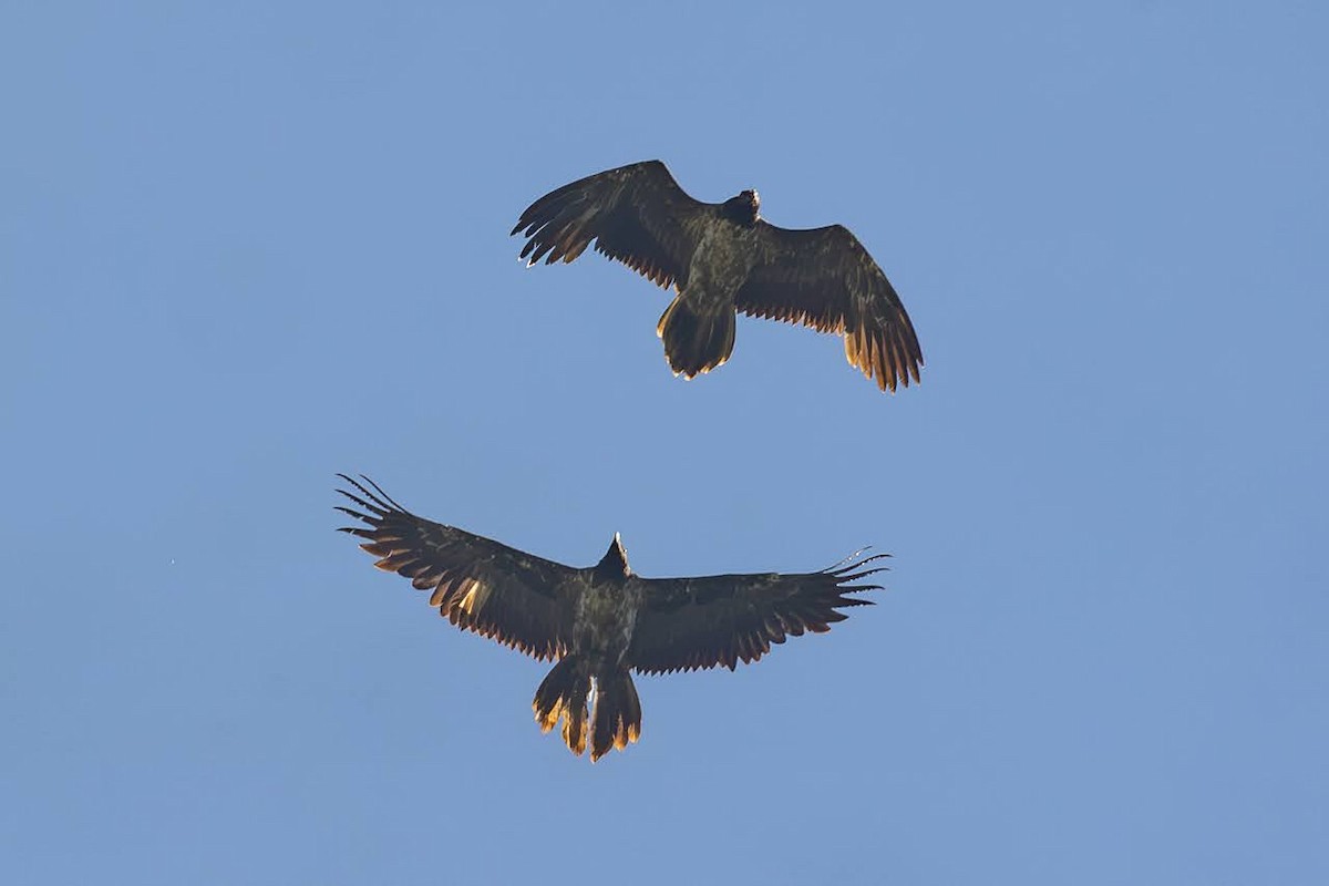 Bearded Vulture - ML623351760