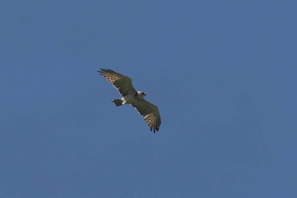 Short-toed Snake-Eagle - ML623351761