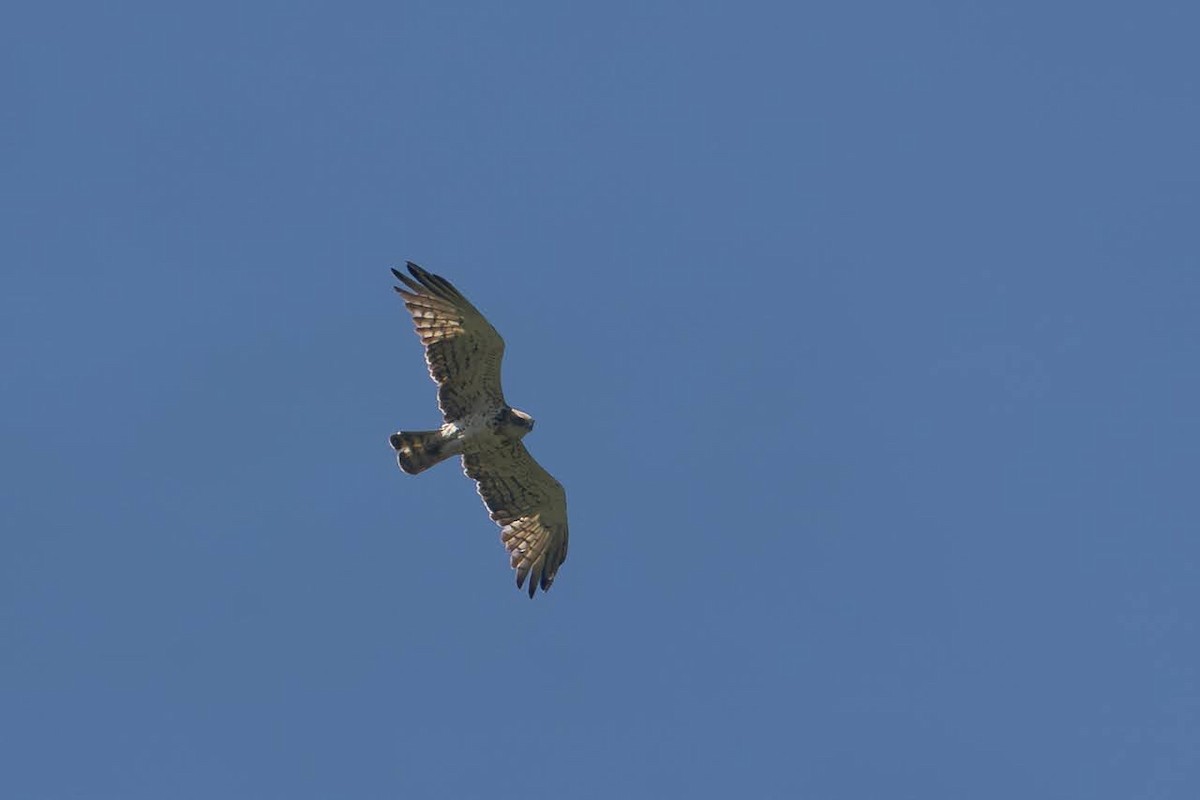 Short-toed Snake-Eagle - ML623351762