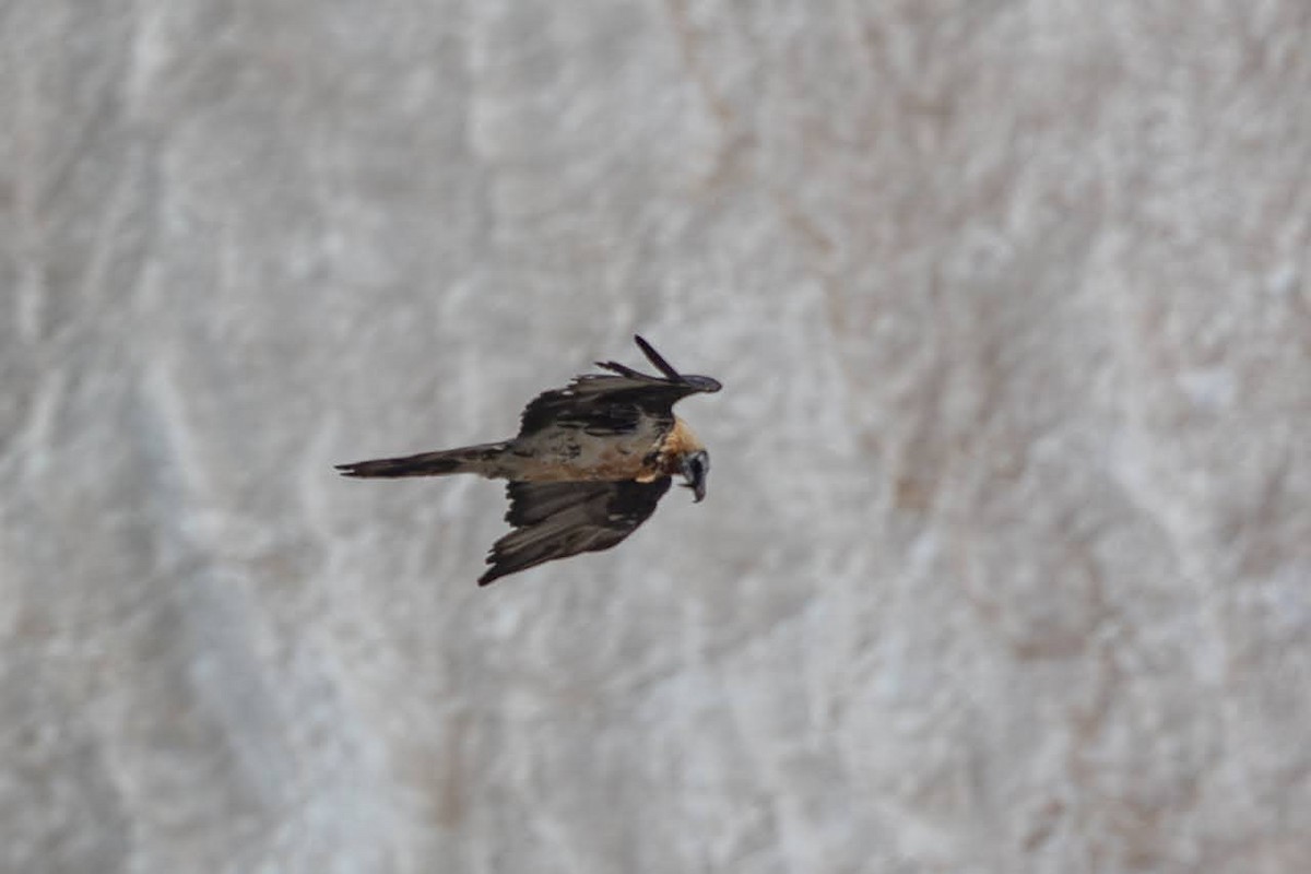 Bearded Vulture - ML623351765