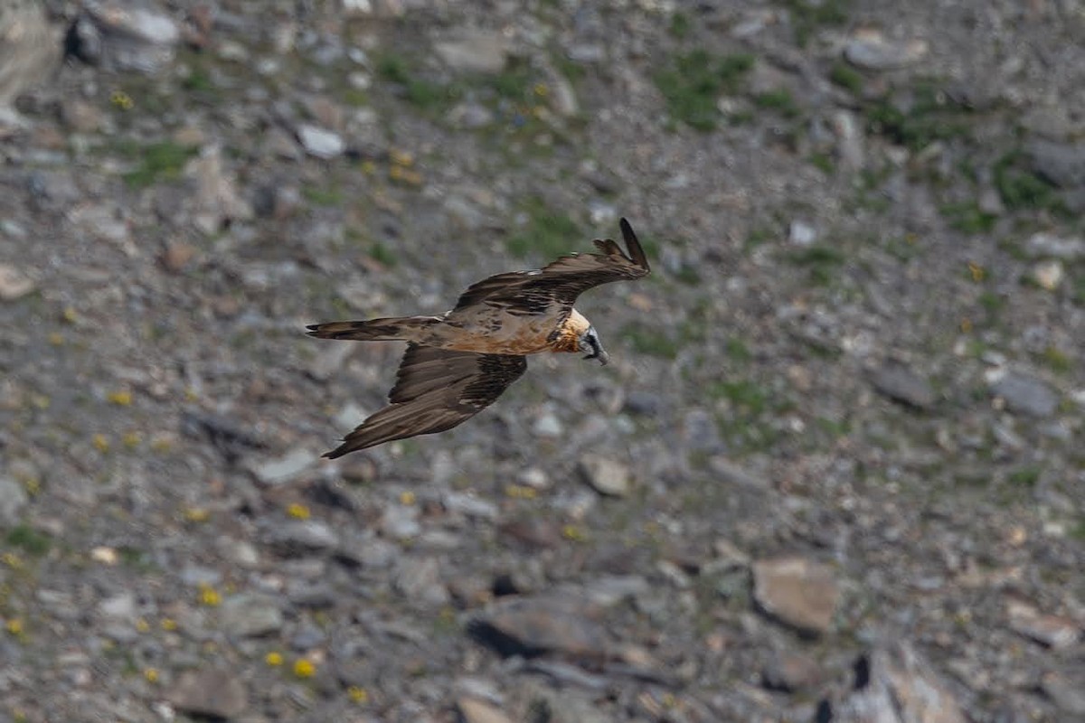 Bearded Vulture - ML623351766