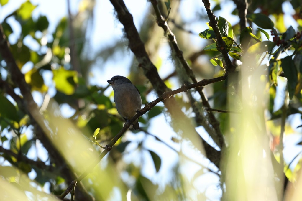 Jamaican Euphonia - ML623351768