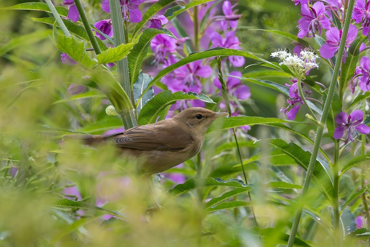 Marsh Warbler - ML623351769