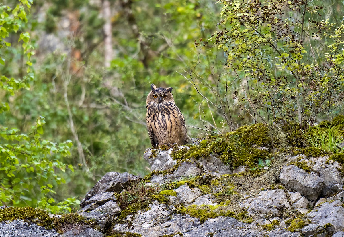 Eurasian Eagle-Owl - ML623351771