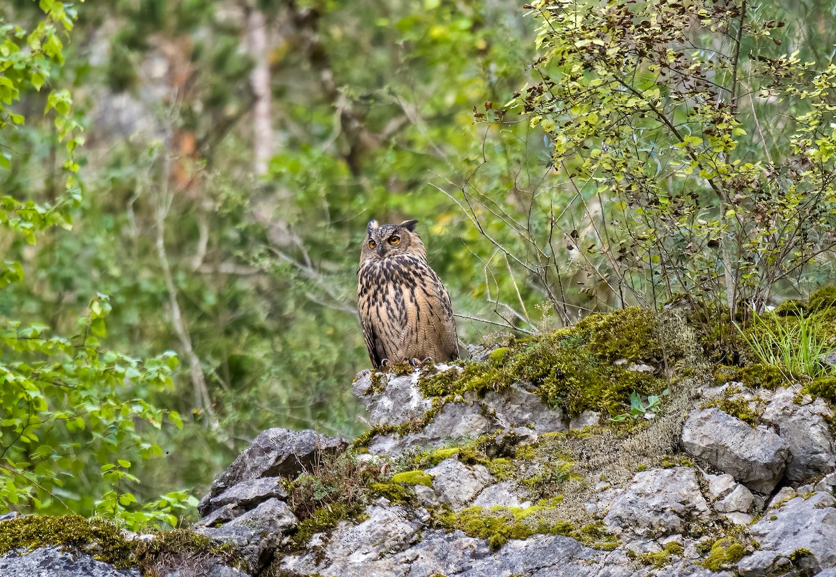 Eurasian Eagle-Owl - ML623351772