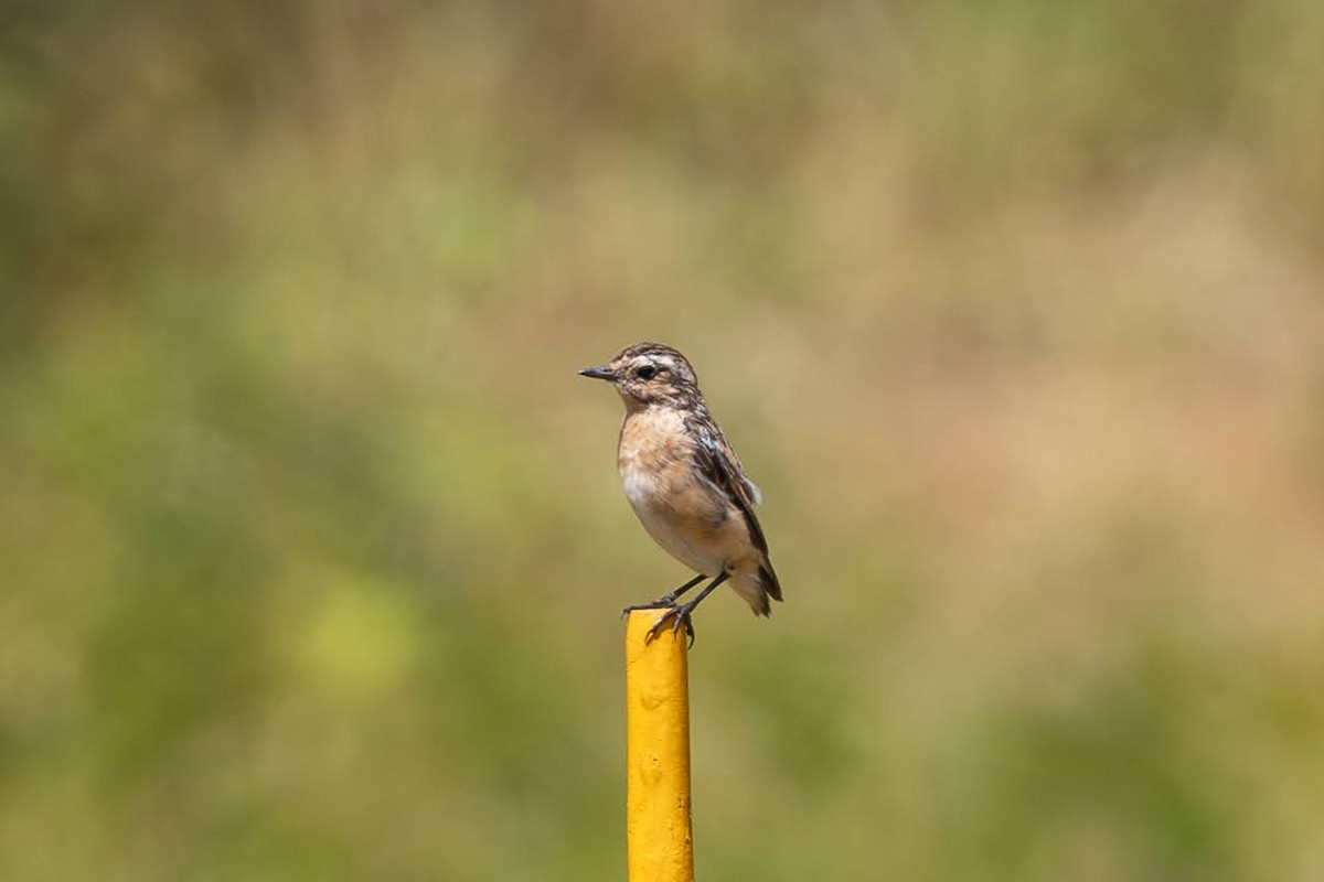 Whinchat - ML623351773