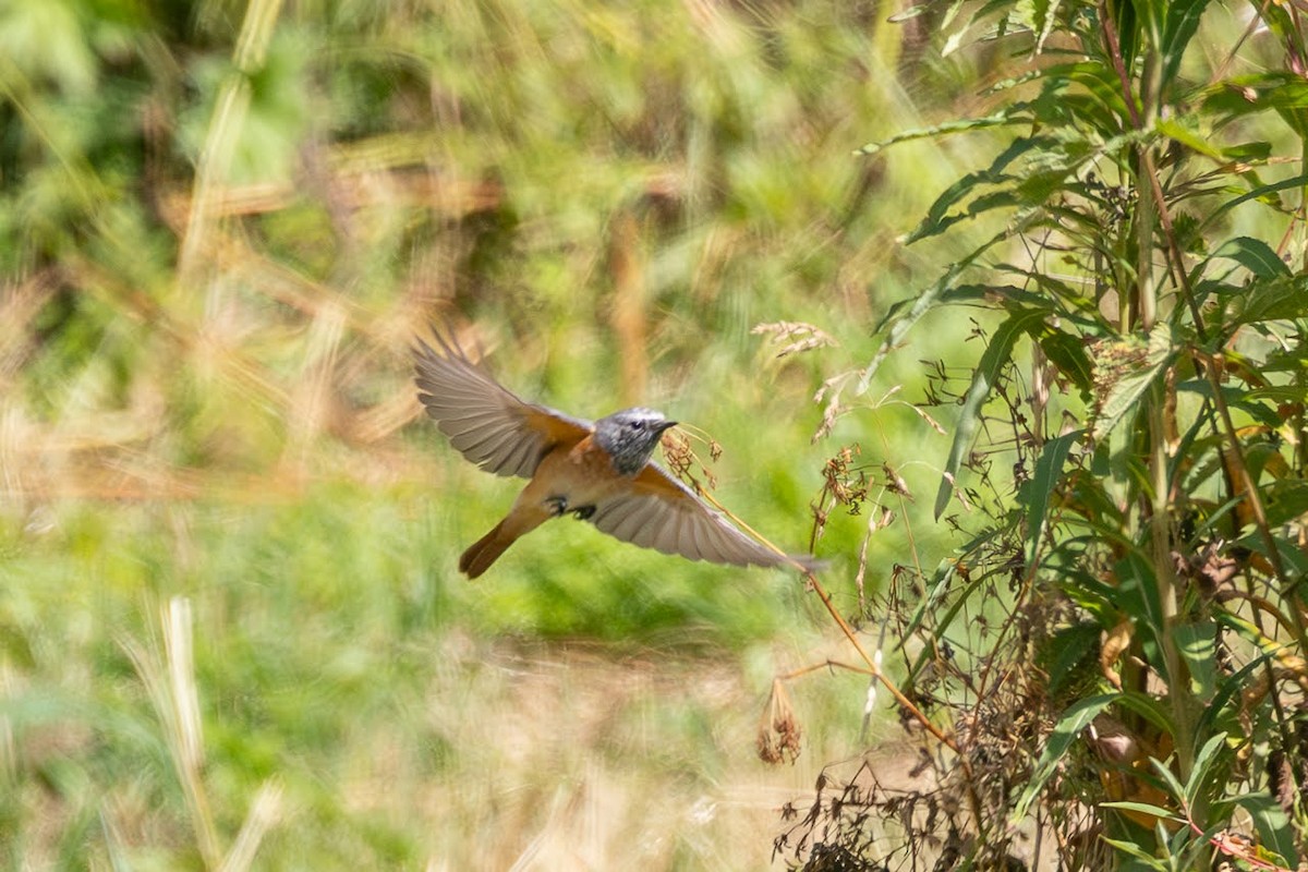 Common Redstart - ML623351777