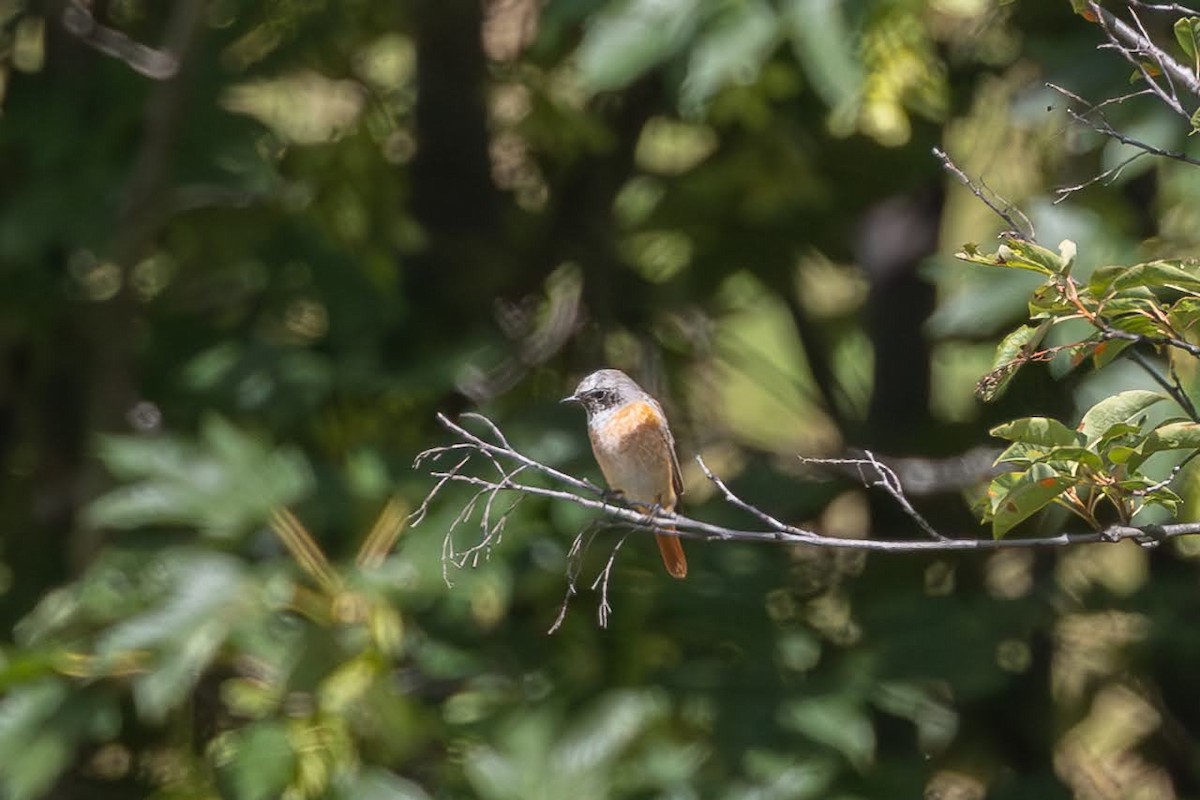 Common Redstart - ML623351778