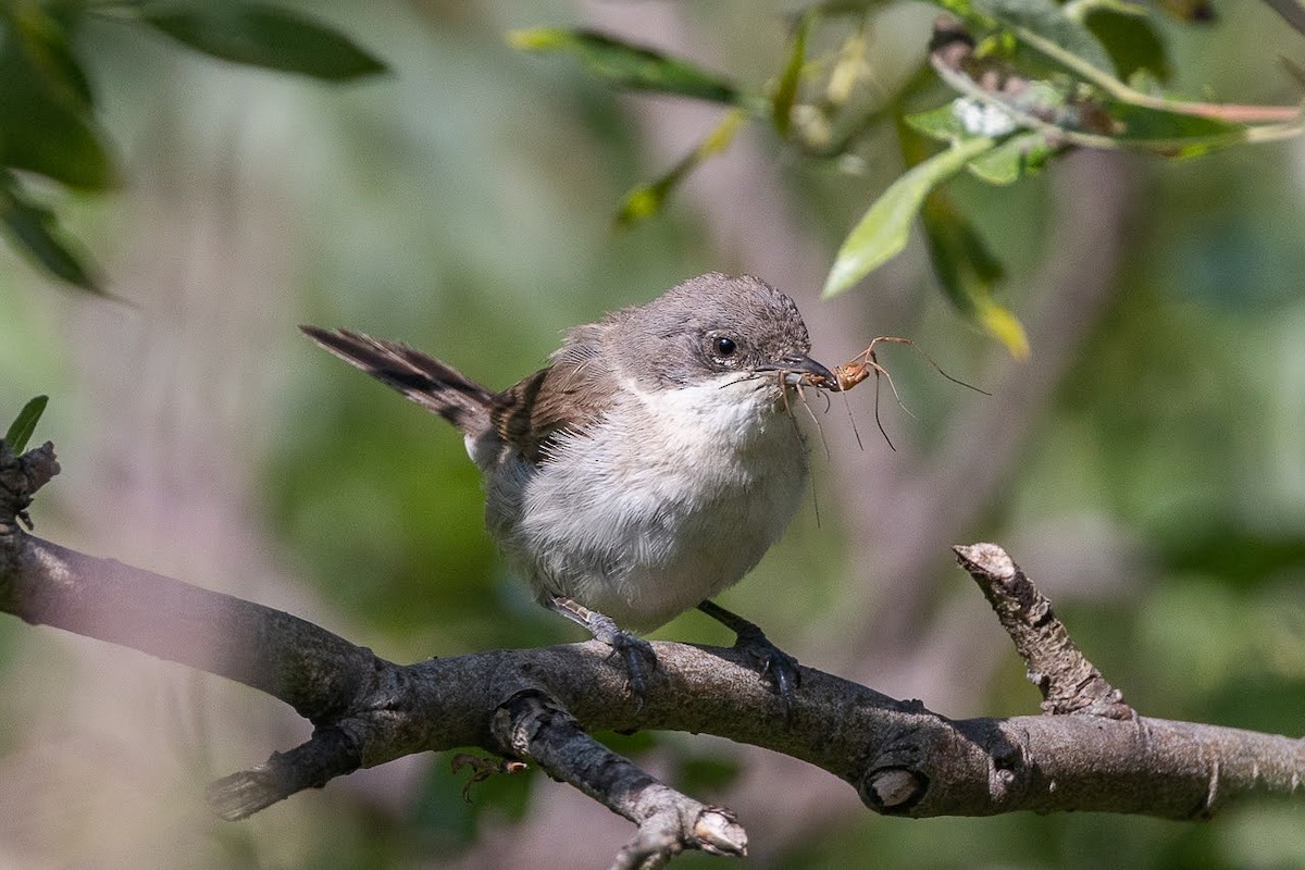 Curruca Zarcerilla - ML623351780