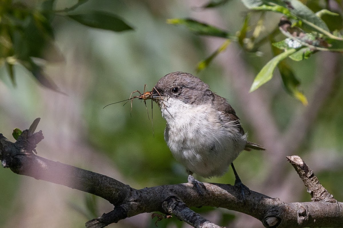 Curruca Zarcerilla - ML623351782