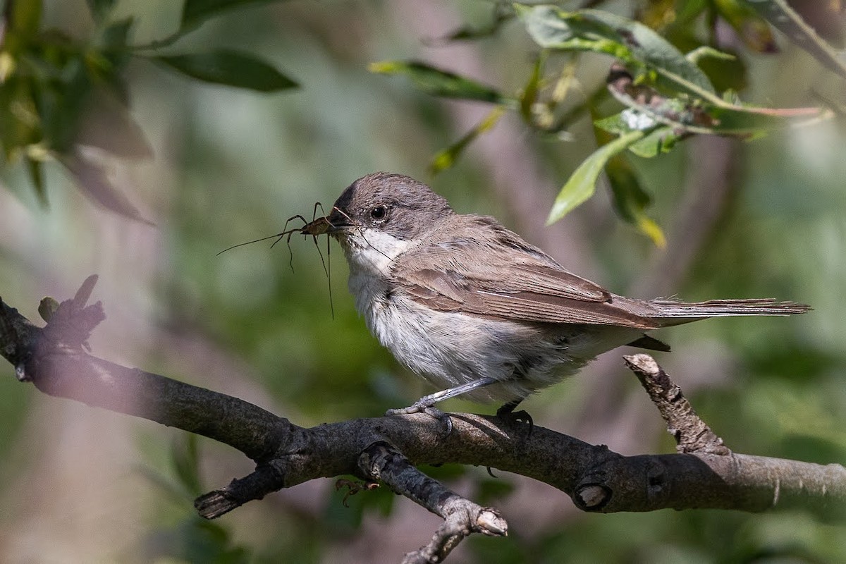 Lesser Whitethroat - ML623351783