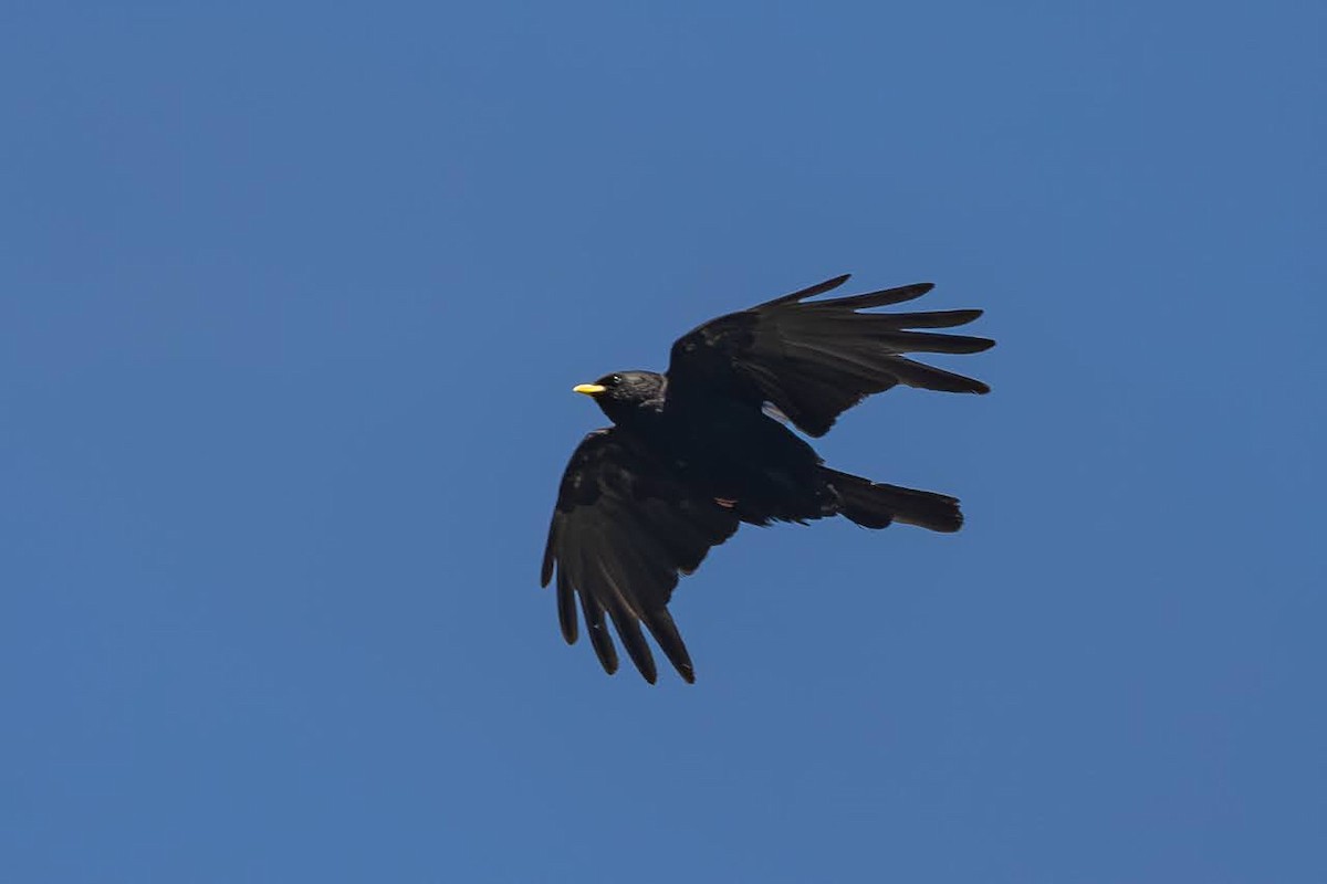 Yellow-billed Chough - ML623351785