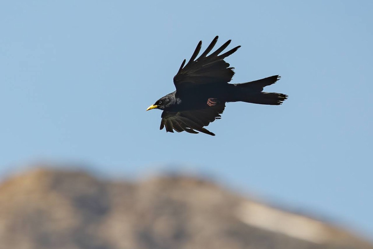 Yellow-billed Chough - Grégoire Duffez