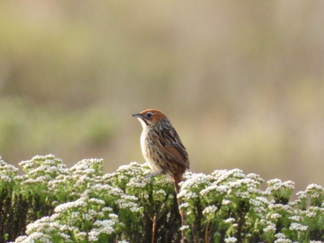 Cape Grassbird - ML623351796