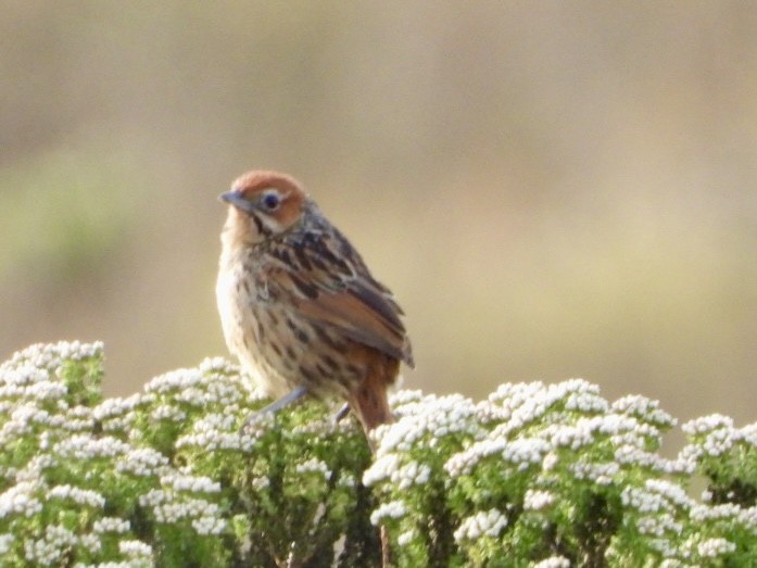 Cape Grassbird - ML623351797