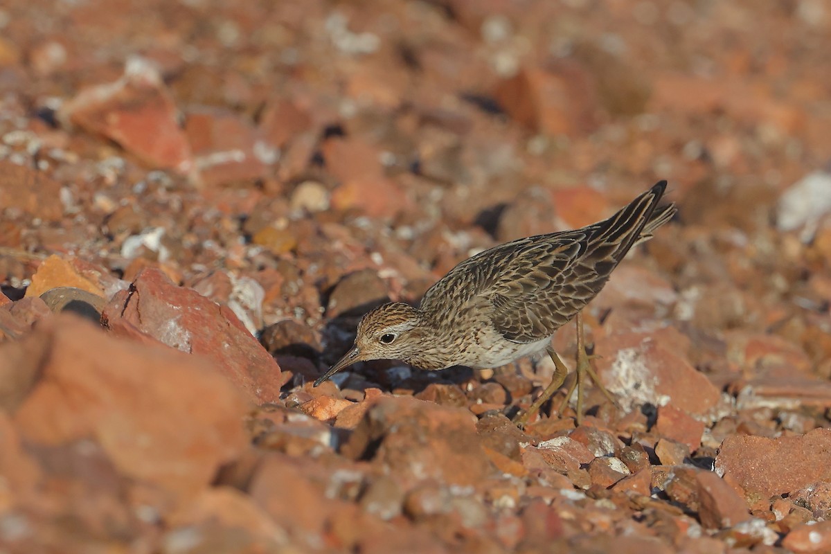 Sharp-tailed Sandpiper - ML623351802