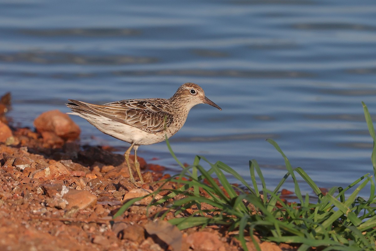 Sharp-tailed Sandpiper - ML623351803