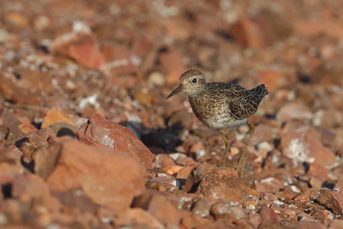 Sharp-tailed Sandpiper - ML623351804