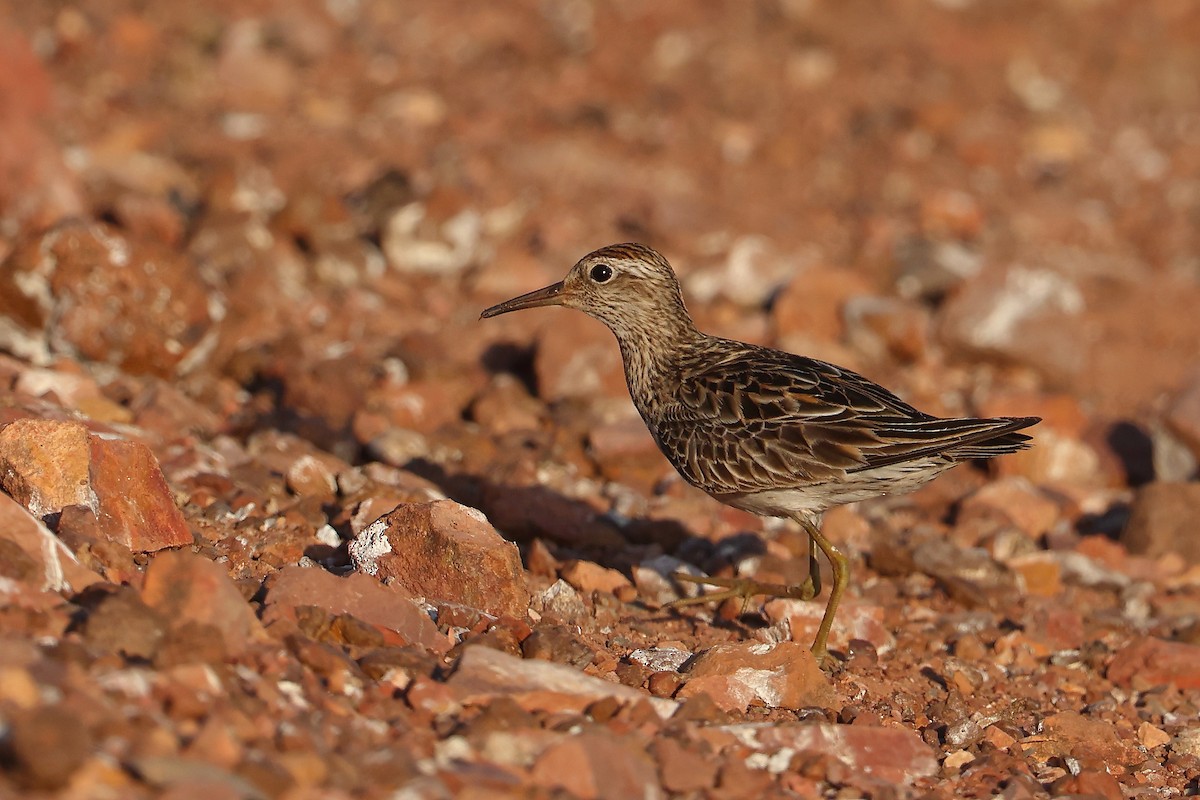 Sharp-tailed Sandpiper - ML623351805