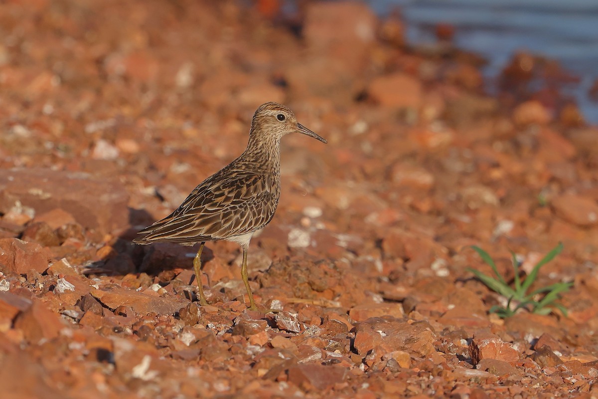 Sharp-tailed Sandpiper - ML623351806