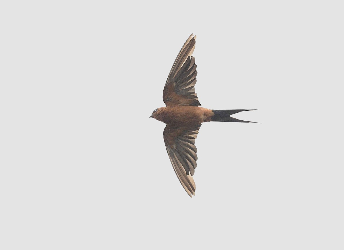 Rufous-bellied Swallow - ML623351814