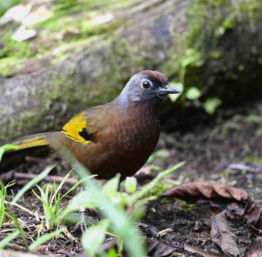 Malayan Laughingthrush - ML623351820