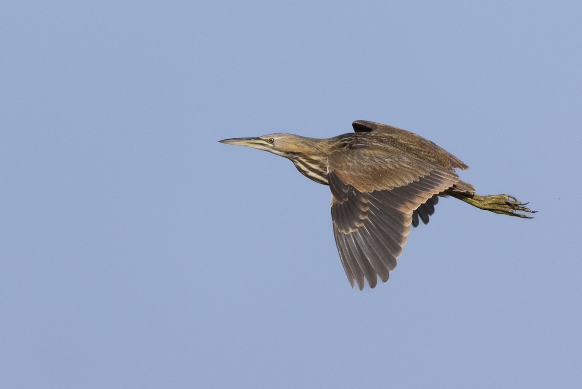 American Bittern - ML623351848