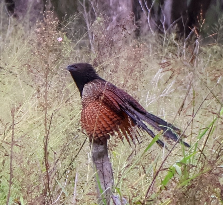 Pheasant Coucal - ML623351849