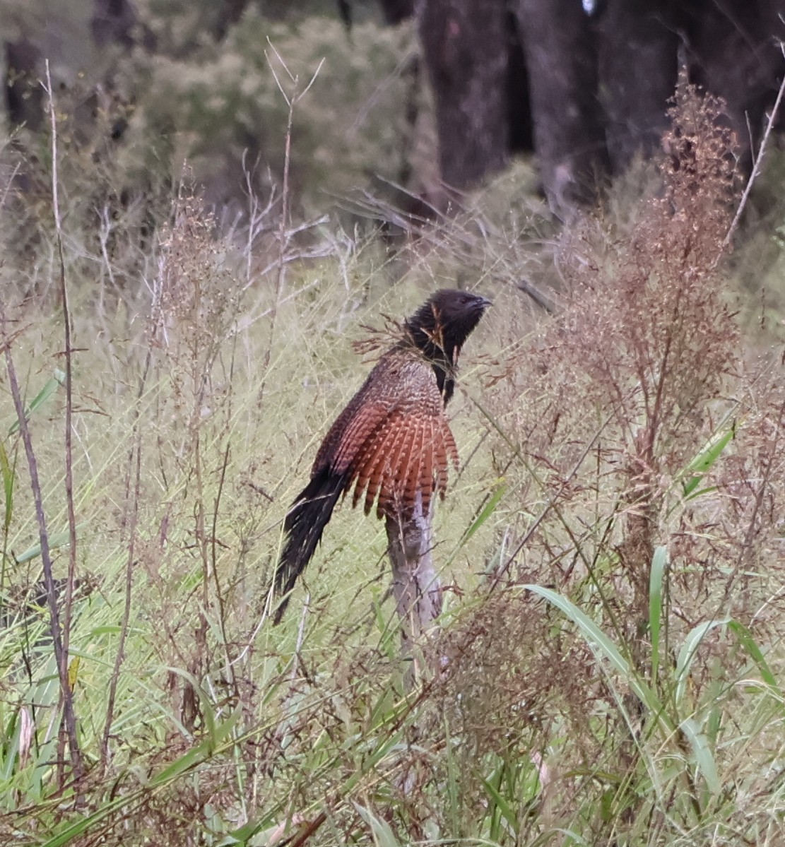 Pheasant Coucal - ML623351850