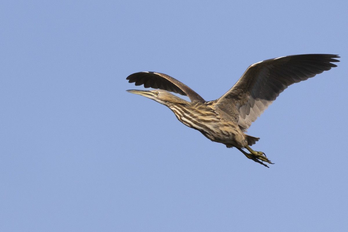 American Bittern - ML623351851