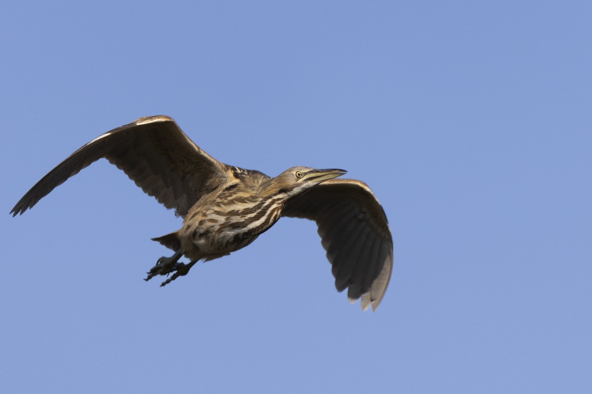 American Bittern - ML623351852