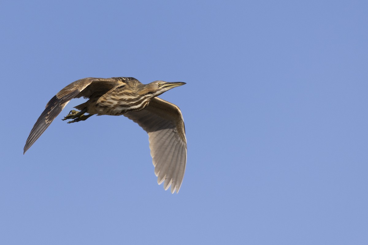 American Bittern - ML623351853