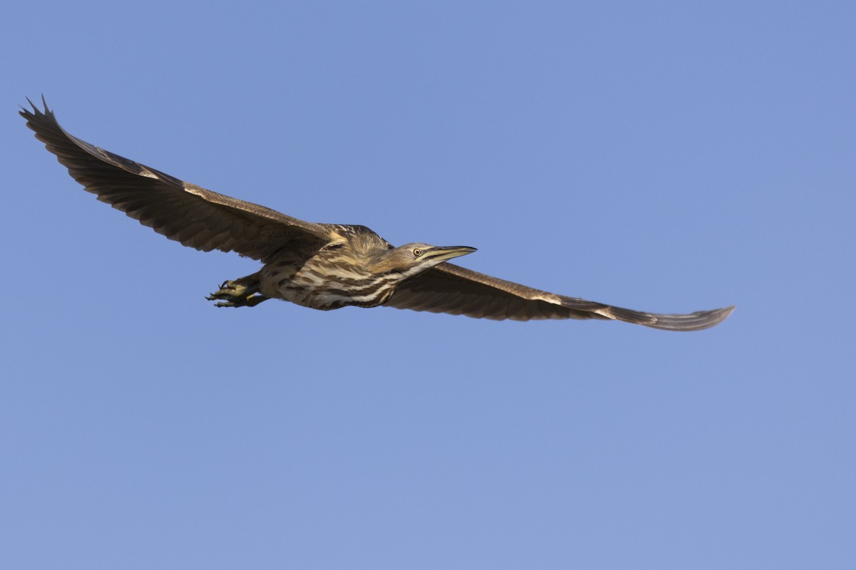 American Bittern - ML623351854