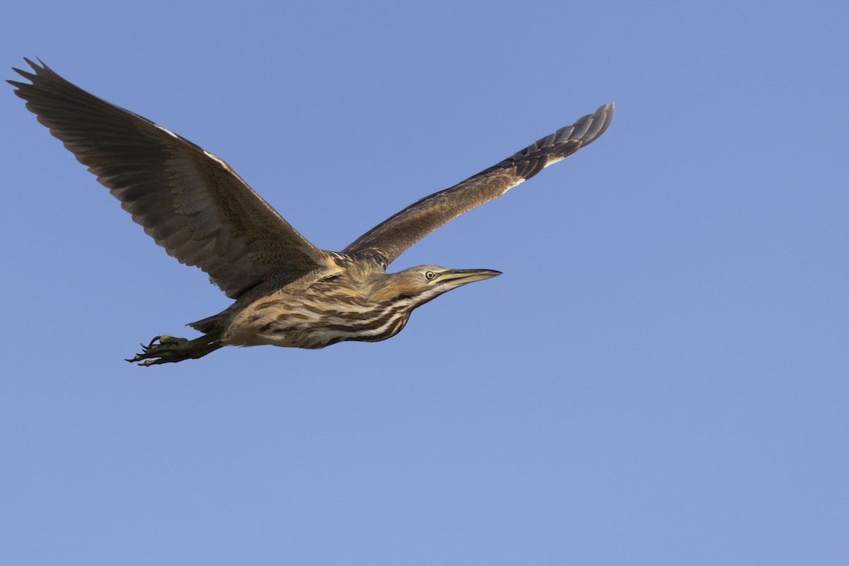 American Bittern - ML623351855