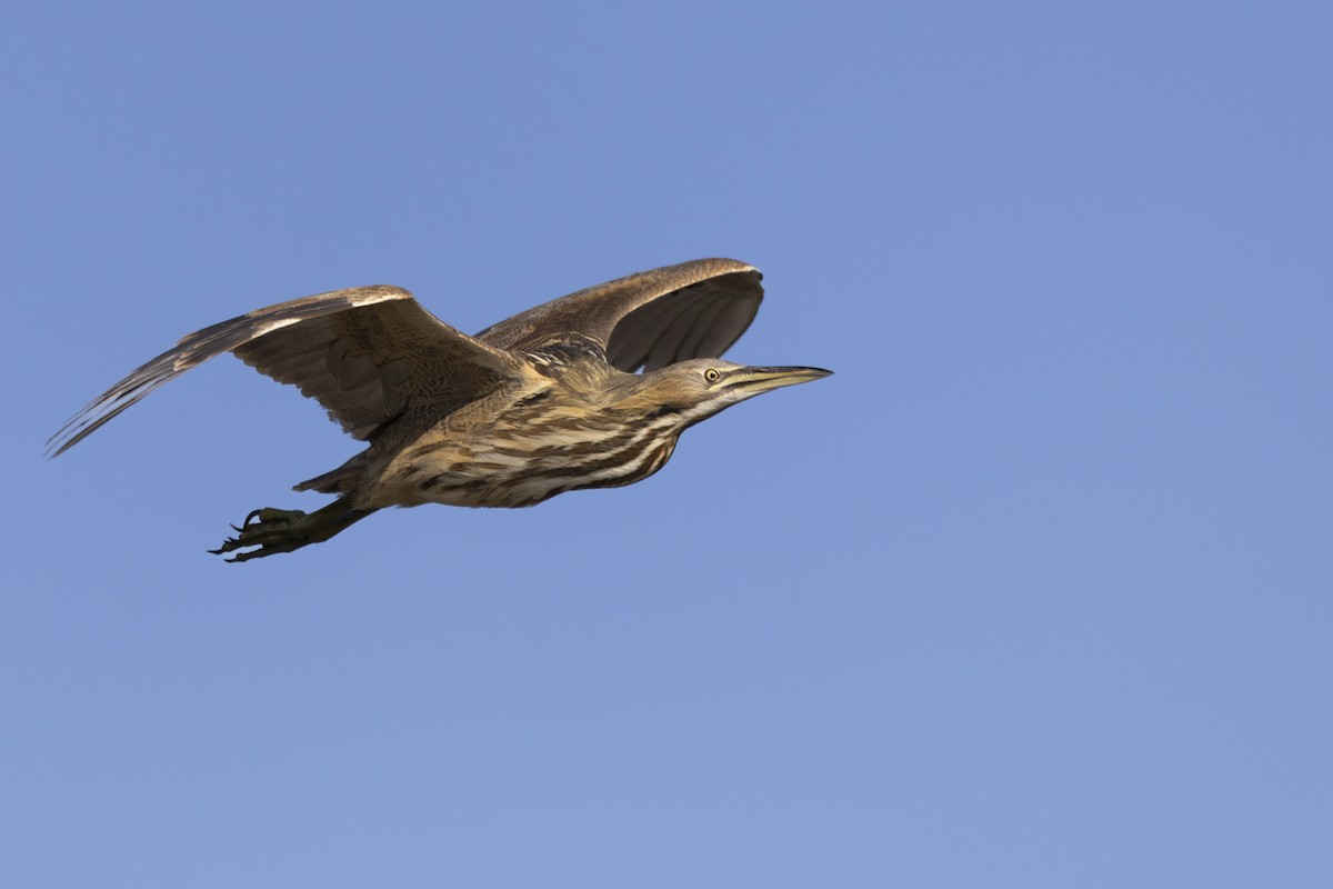 American Bittern - ML623351856