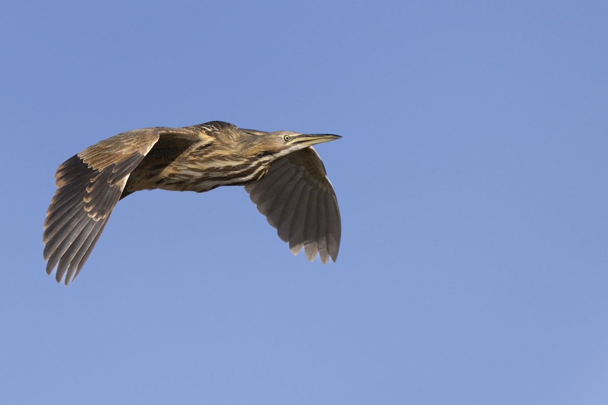 American Bittern - ML623351857