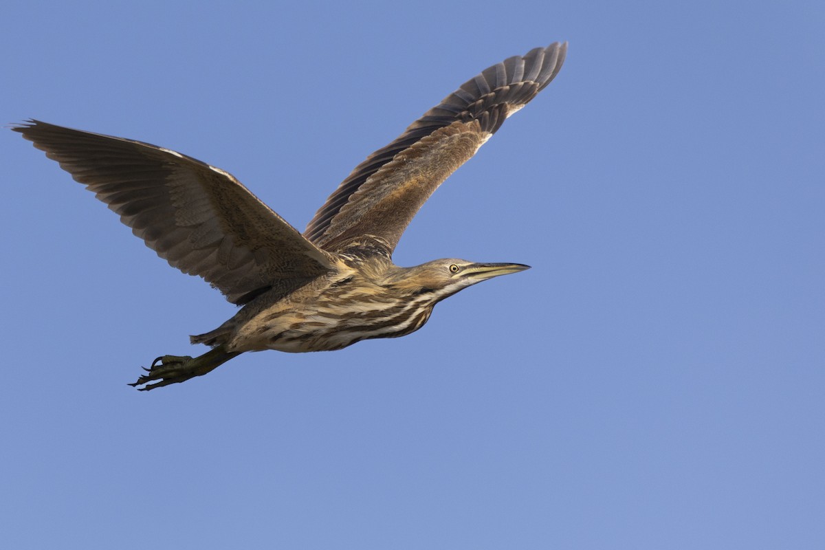 American Bittern - ML623351858