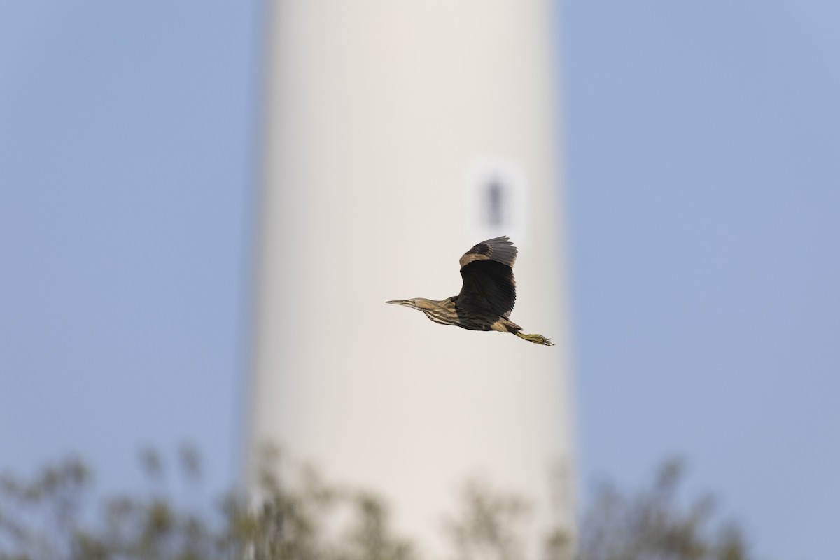 American Bittern - ML623351859