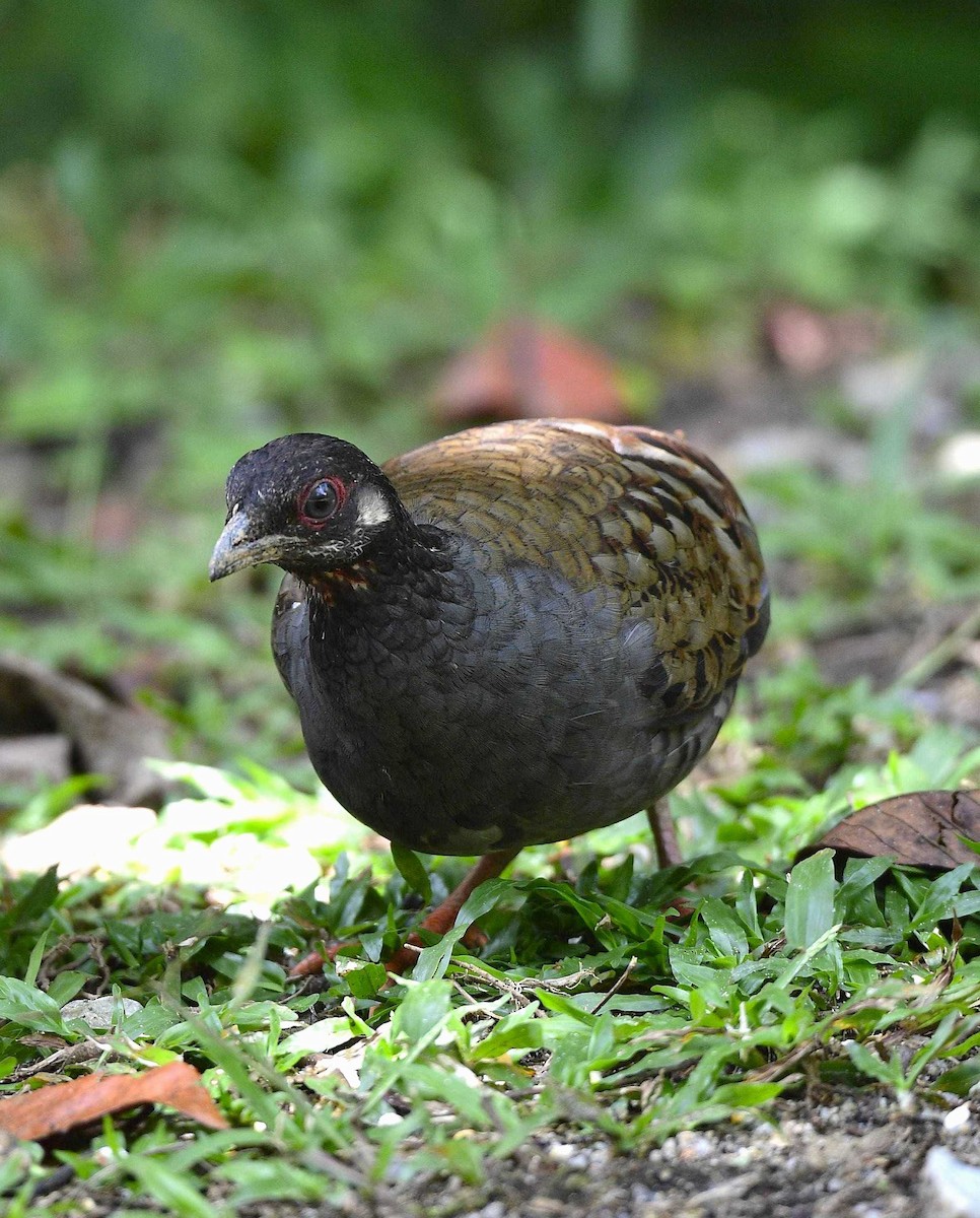 Malayan Partridge - Abhinand C